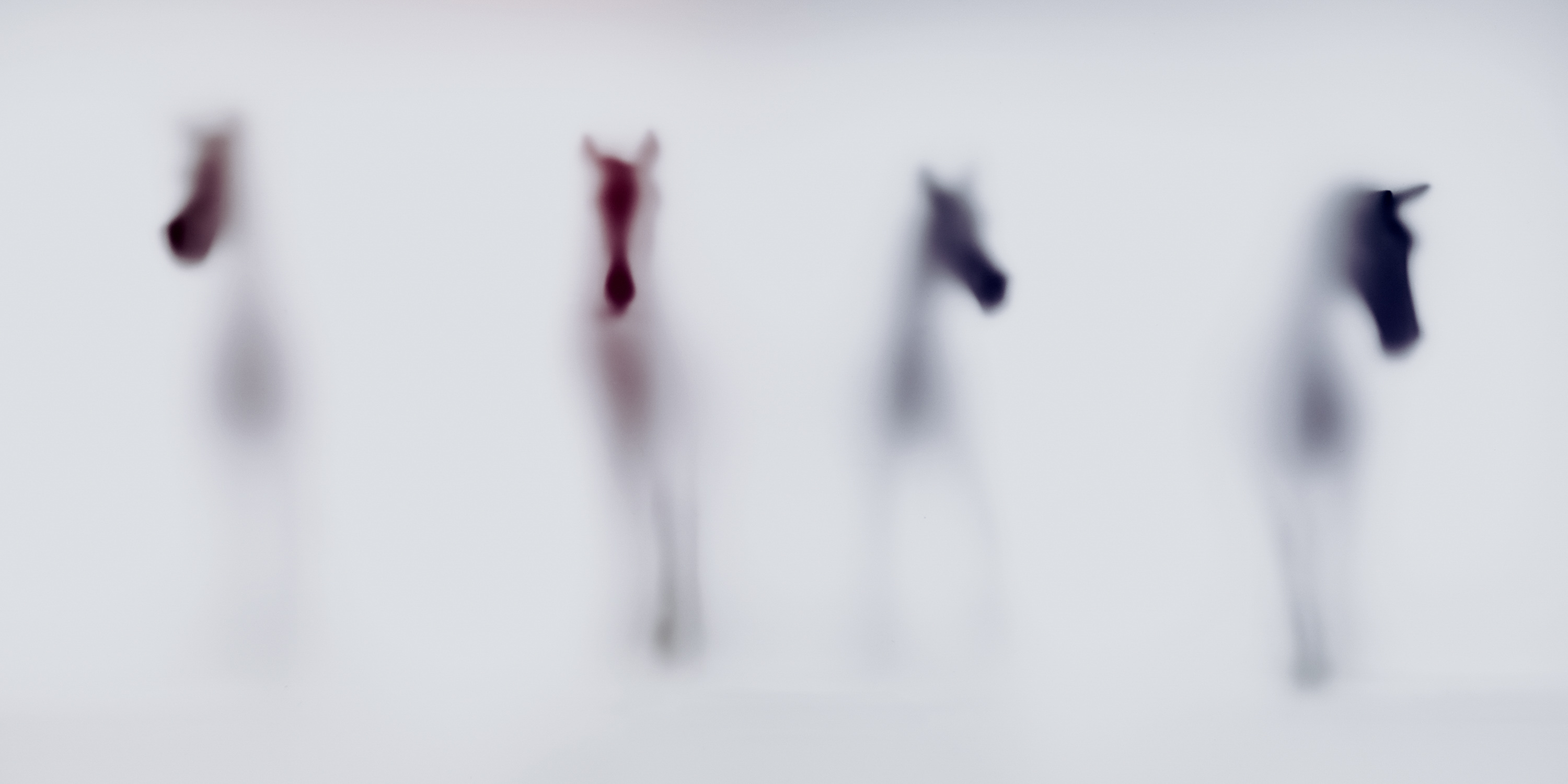 Wild Lens - Photography by Sven Pfrommer